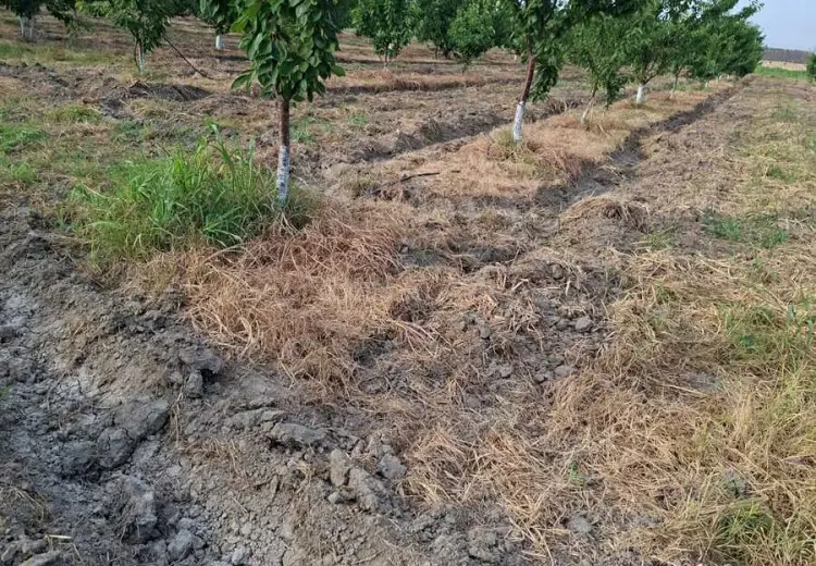 100 sot Torpaq Satılır, Xaçmaz