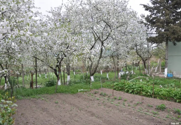 6 otaqlı mənzil , Şamaxı