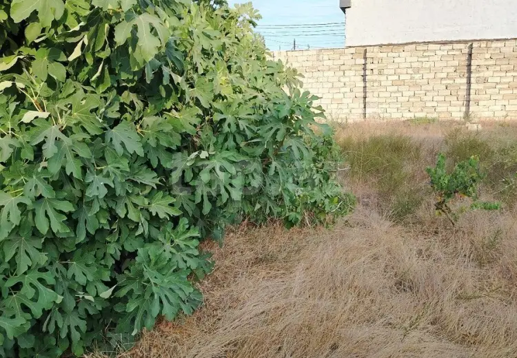 0 m² Obyekt / Ofis , Albalı qəs., Sabunçu, Bakı