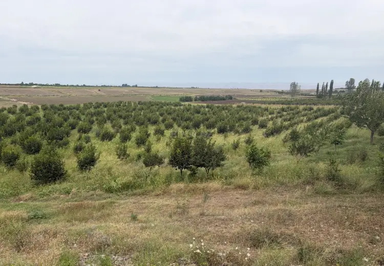 21 sot Torpaq Satılır, Tovuz