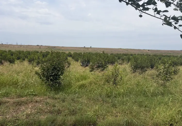 21 sot Torpaq Satılır, Tovuz