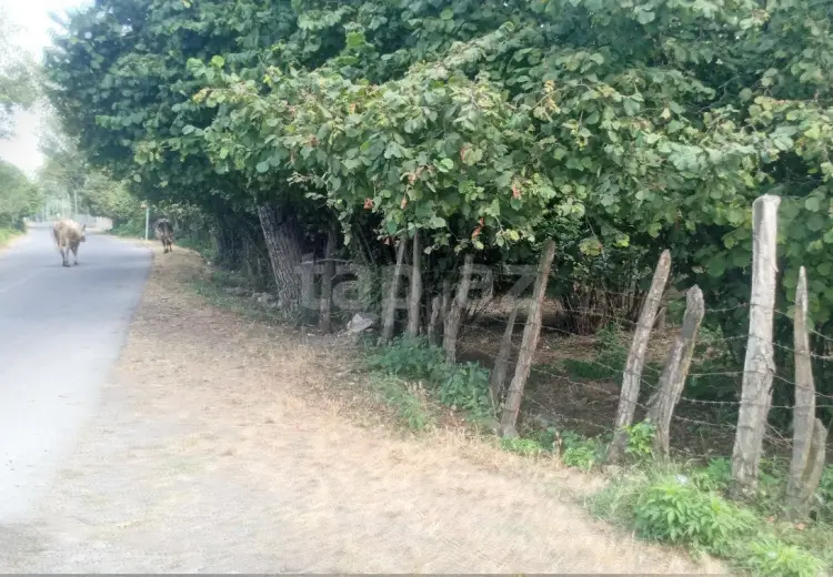 0 m² Obyekt / Ofis , Qəbələ