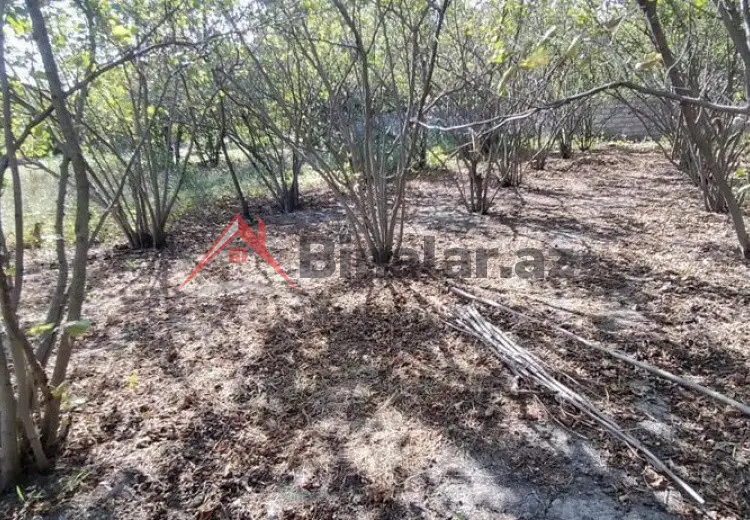 10 sot Torpaq Satılır, Xaçmaz