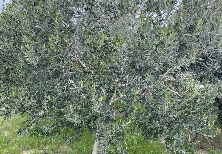 40 sot Torpaq Satılır, Zirə, Xəzər, Bakı