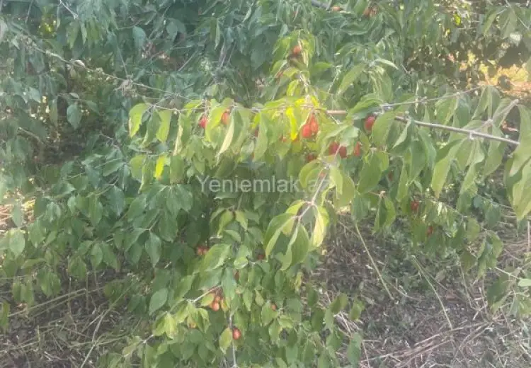 8 sot Torpaq Satılır, Quba