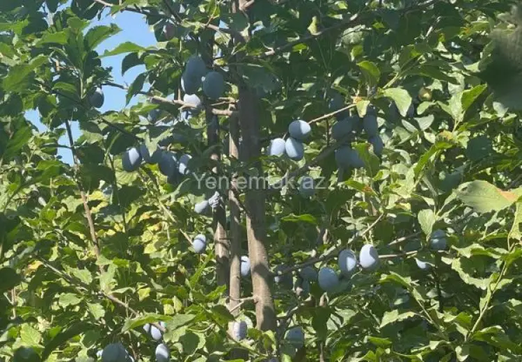 8 sot Torpaq Satılır, Quba