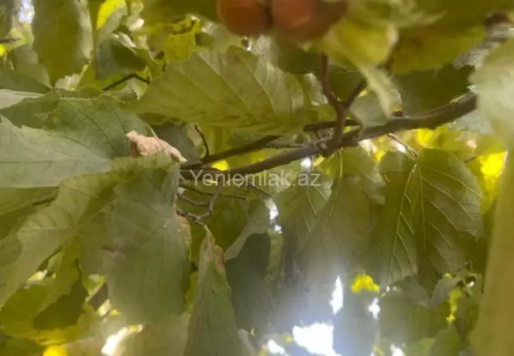 8 sot Torpaq Satılır, Quba