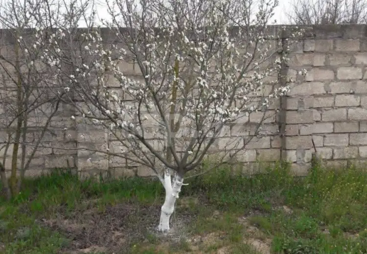 0 m² Obyekt / Ofis , Oğuz