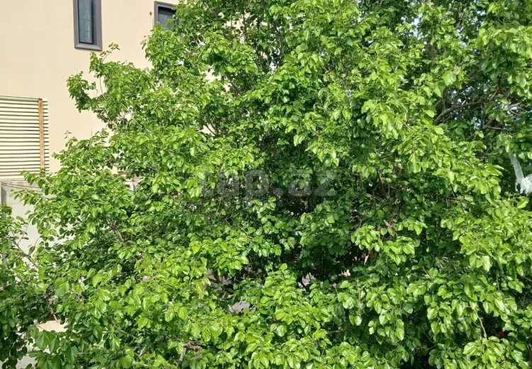0 m² Obyekt / Ofis , Badamdar qəs., Səbail, Bakı