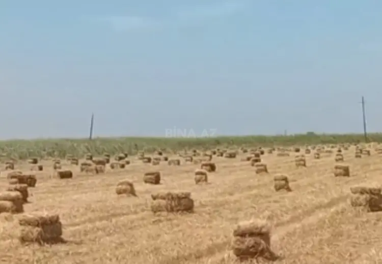 4300 sot Torpaq Satılır, Neftçala