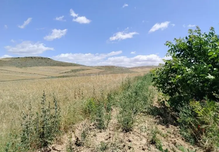 7421 sot Torpaq Satılır, Qobustan şəh., Qobustan
