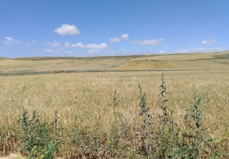 7421 sot Torpaq Satılır, Qobustan şəh., Qobustan