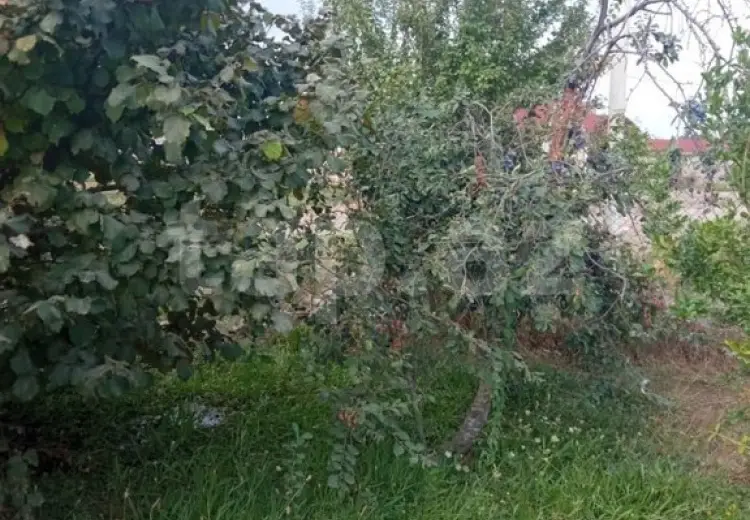 0 m² Obyekt / Ofis , Şabran