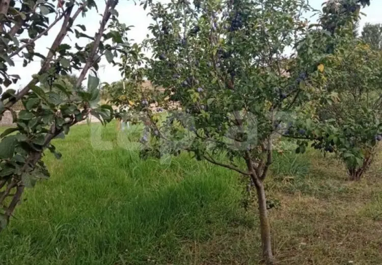 0 m² Obyekt / Ofis , Şabran