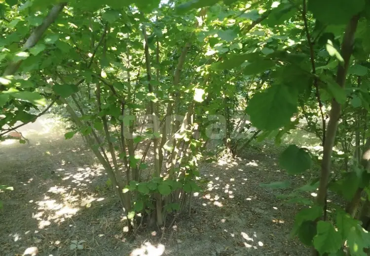 0 m² Obyekt / Ofis , Xaçmaz
