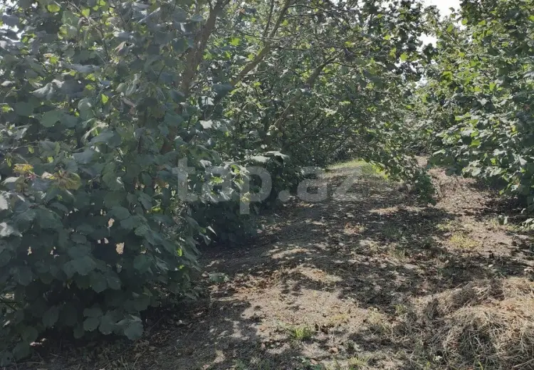 0 m² Obyekt / Ofis , Xaçmaz