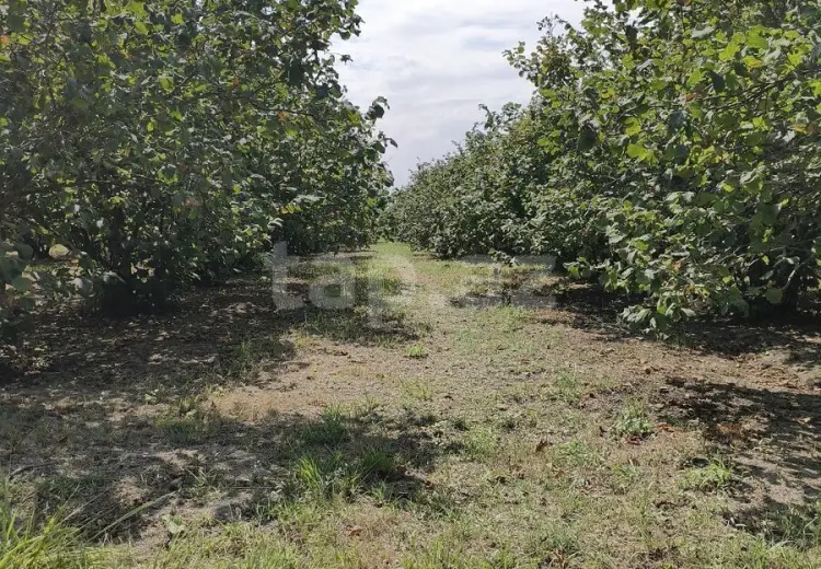0 m² Obyekt / Ofis , Xaçmaz