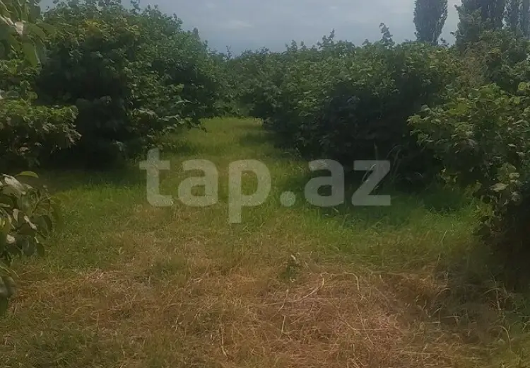 0 m² Obyekt / Ofis , Xaçmaz