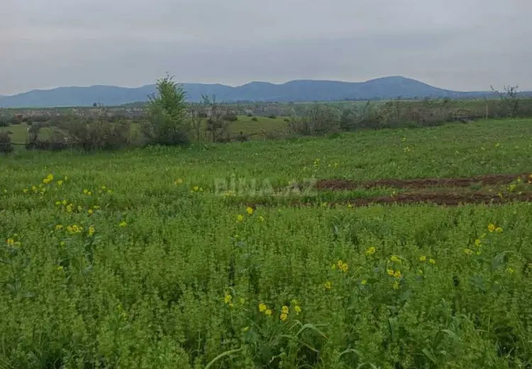 18 sot Torpaq Satılır, Qəbələ