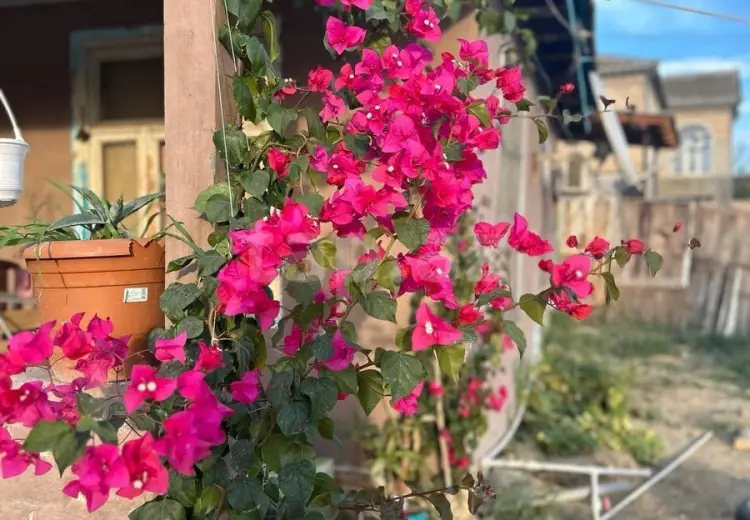 3 otaqlı mənzil , Şirvan