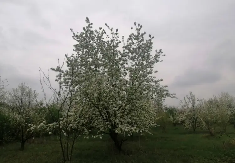 12 sot Torpaq Satılır, Qusar