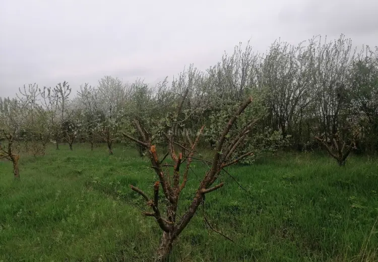 12 sot Torpaq Satılır, Qusar