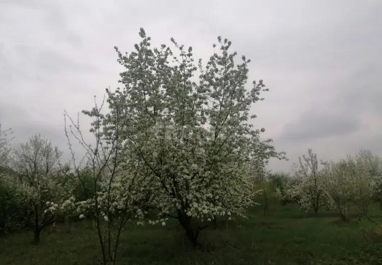 0 m² Obyekt / Ofis , Qusar