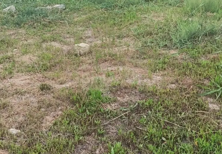 6 sot Torpaq Satılır, Novxanı, Abşeron