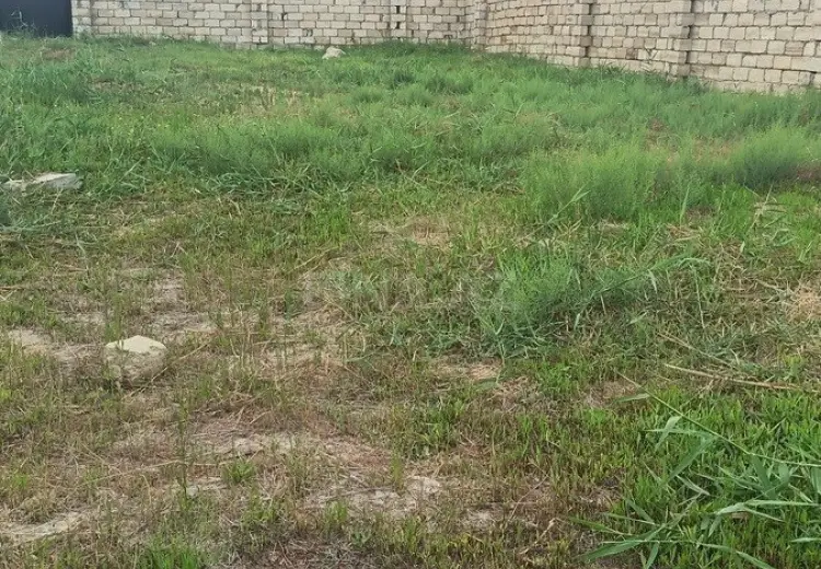 6 sot Torpaq Satılır, Novxanı, Abşeron