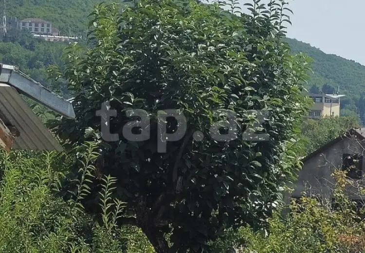 4 otaqlı mənzil , Şəki