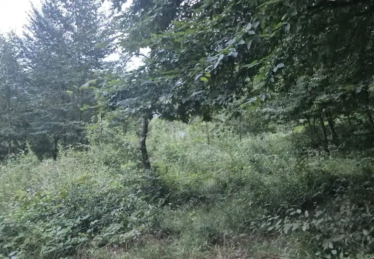 0 m² Obyekt / Ofis , İsmayıllı