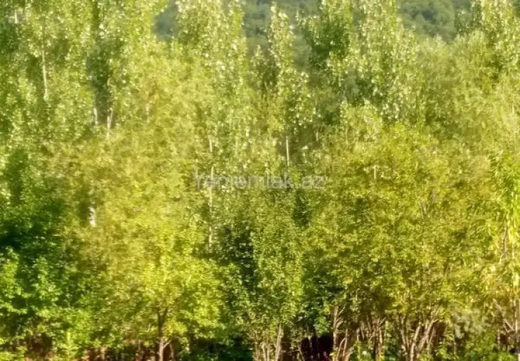 3 otaqlı mənzil Kirayə (günlük), Qəbələ