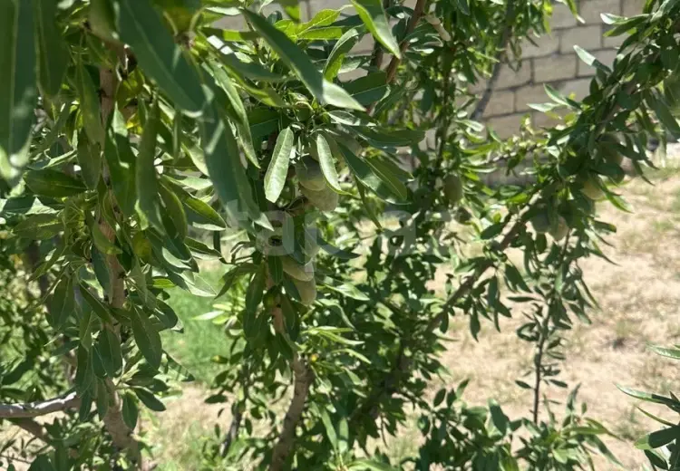 0 m² Obyekt / Ofis , Fatmayı, Abşeron
