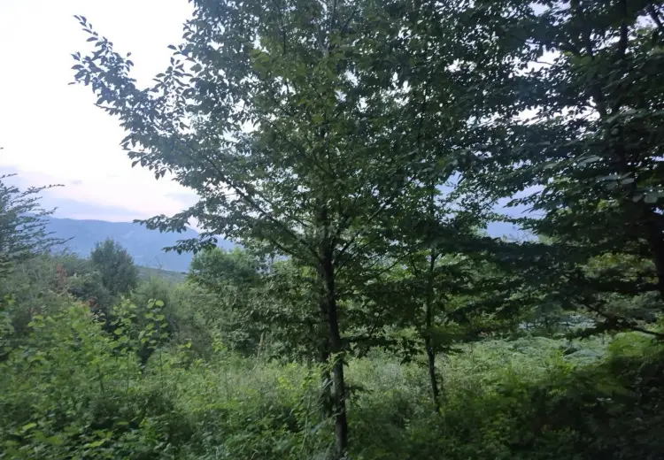 30 sot Torpaq Satılır, İsmayıllı