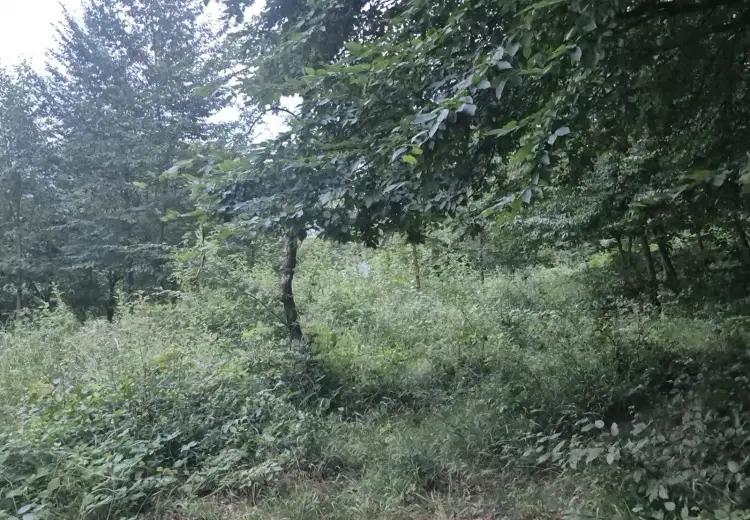 30 sot Torpaq Satılır, İsmayıllı