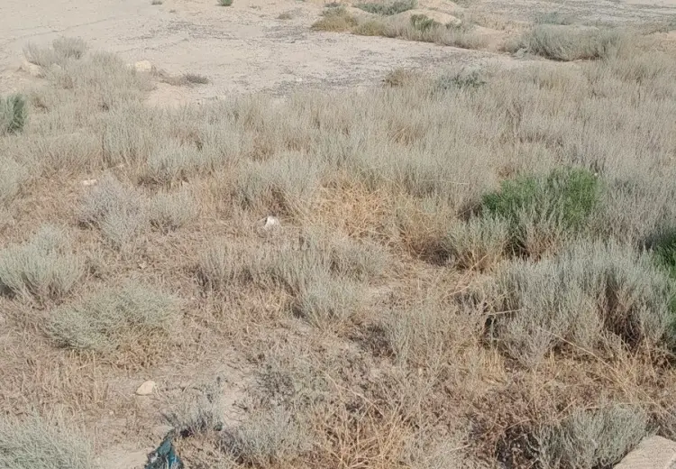 32 sot Torpaq Satılır, Qobu, Abşeron