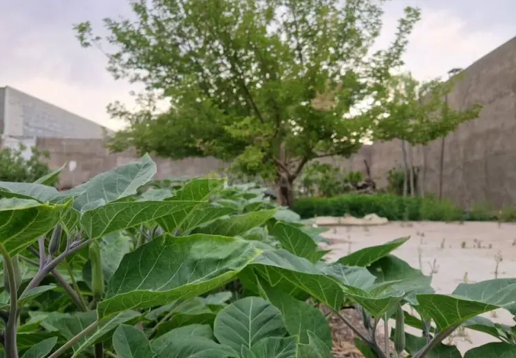 12.7 sot Torpaq Satılır, Bilgəh qəs., Sabunçu, Bakı
