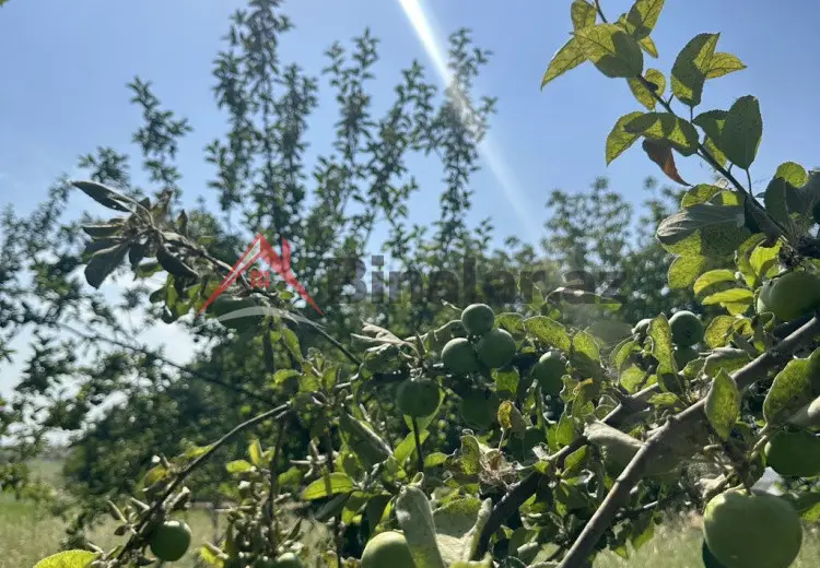 3 sot Torpaq Satılır, Oğuz