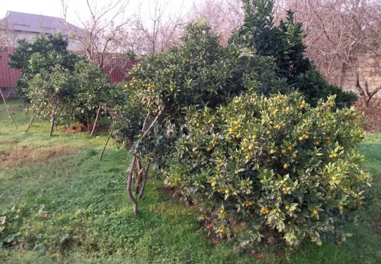 5 otaqlı mənzil , Lənkəran