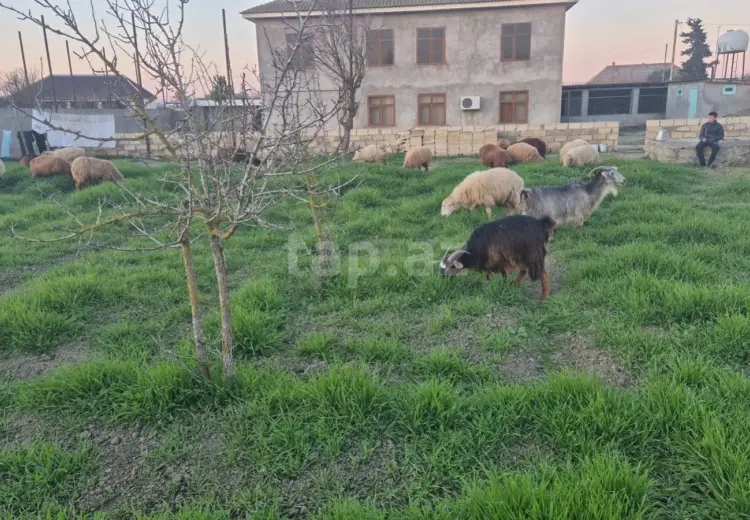 6 otaqlı mənzil , Neftçala
