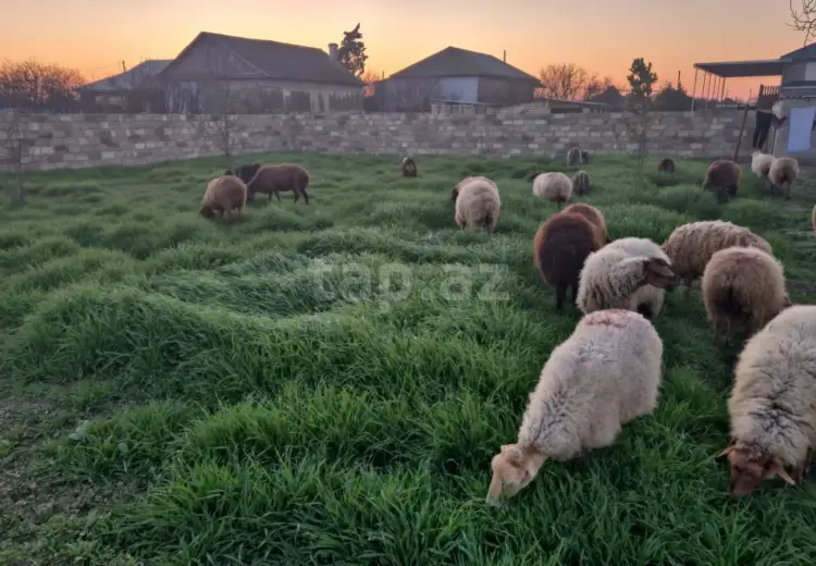 6 otaqlı mənzil , Neftçala