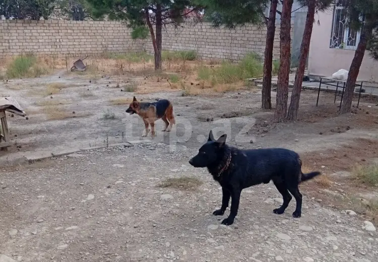2 otaqlı mənzil , Ceyranbatan qəs., Abşeron