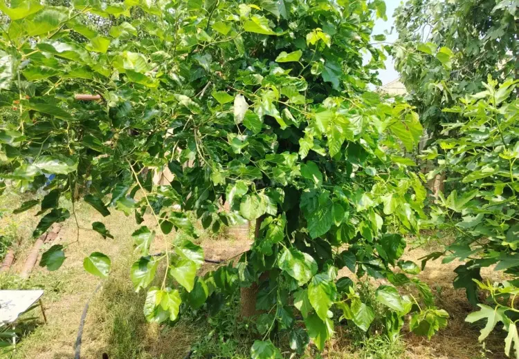 9 sot Torpaq Satılır, Sabunçu, Bakı