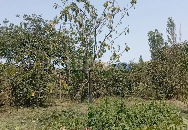 4 otaqlı mənzil , Xaçmaz