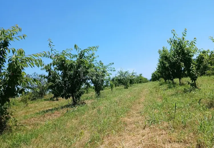 0 m² Obyekt / Ofis , Şabran