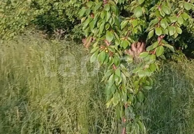 0 m² Obyekt / Ofis , Şabran