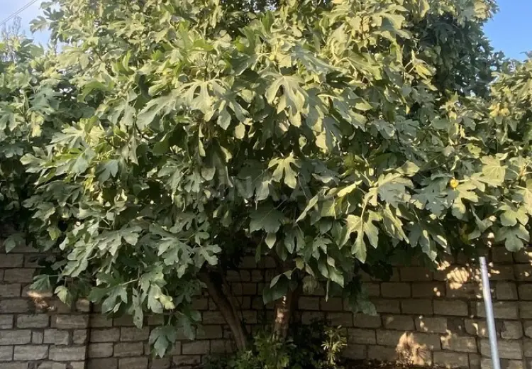 12 sot Torpaq Satılır, Sabunçu, Bakı