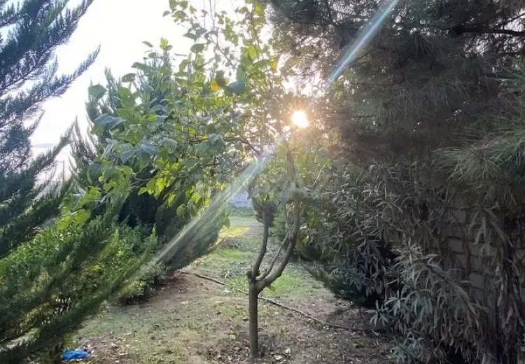 12 sot Torpaq Satılır, Sabunçu, Bakı