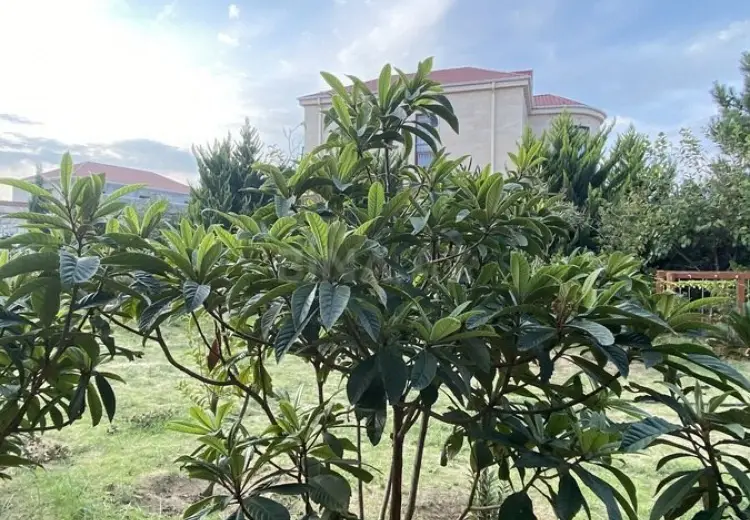 12 sot Torpaq Satılır, Sabunçu, Bakı