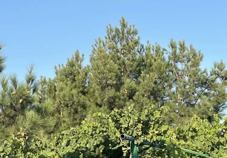4 otaqlı mənzil Satılır, Nardaran qəs., Sabunçu, Bakı